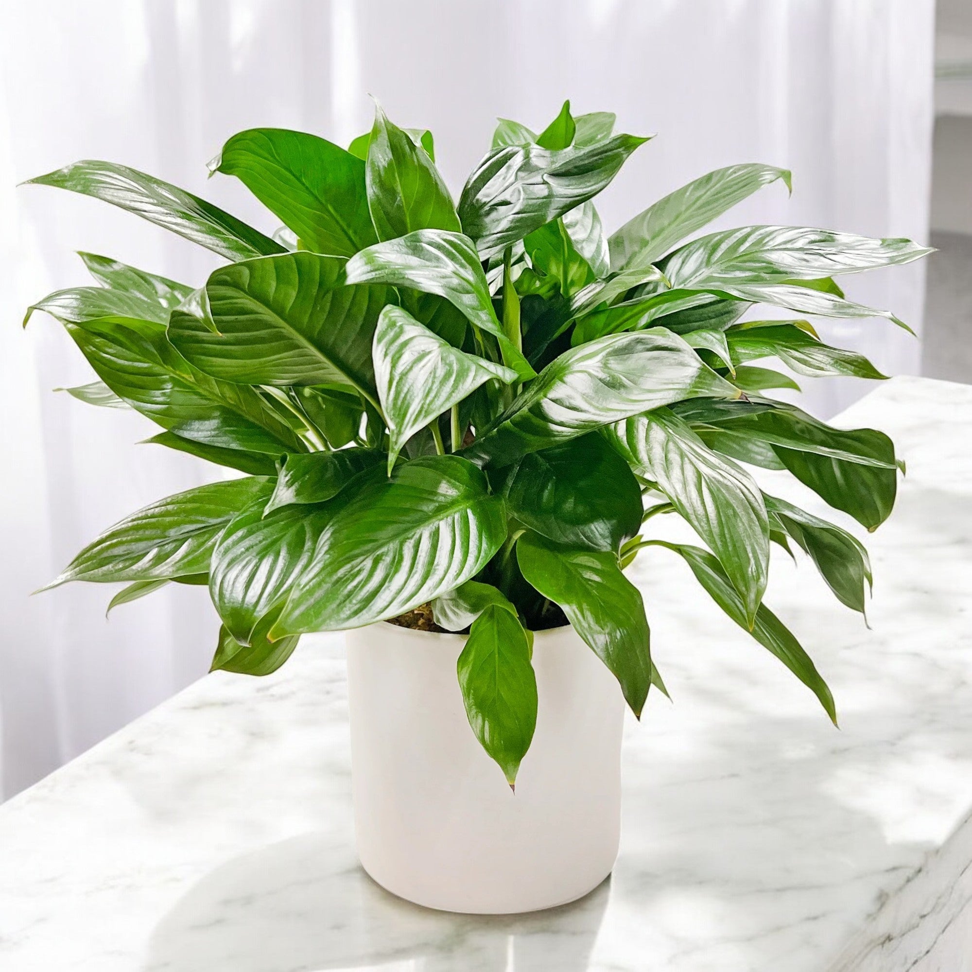 Best Kansas City Florist - Same Day Delivery | Sidelines Custom Floral